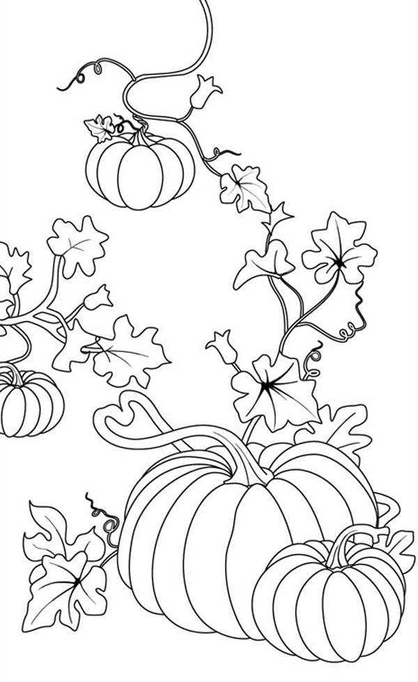 130+ Pumpkin Adult Coloring Pages: Fall in Love with These Designs 23