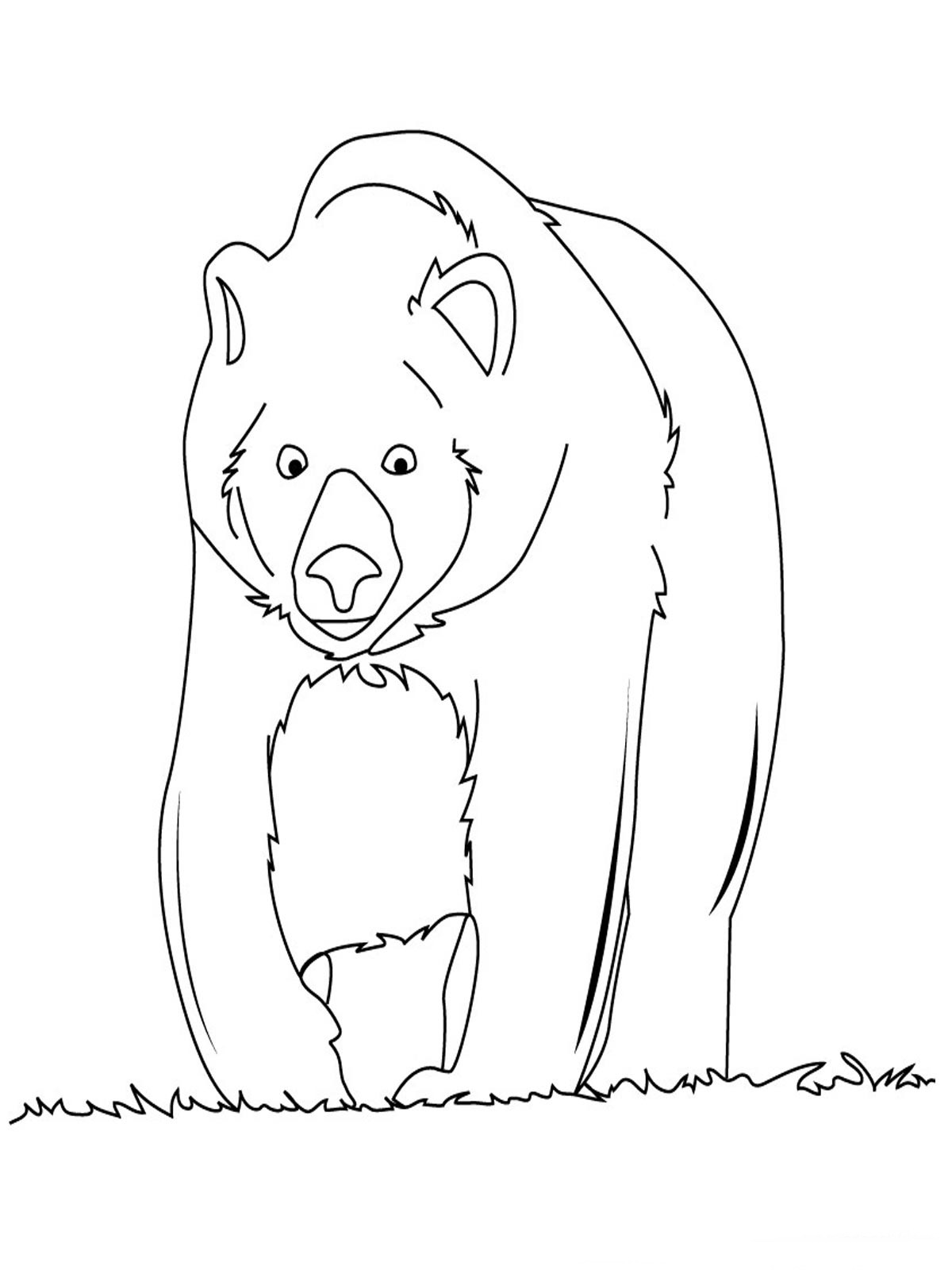 200 Little Bear Coloring Pages 34