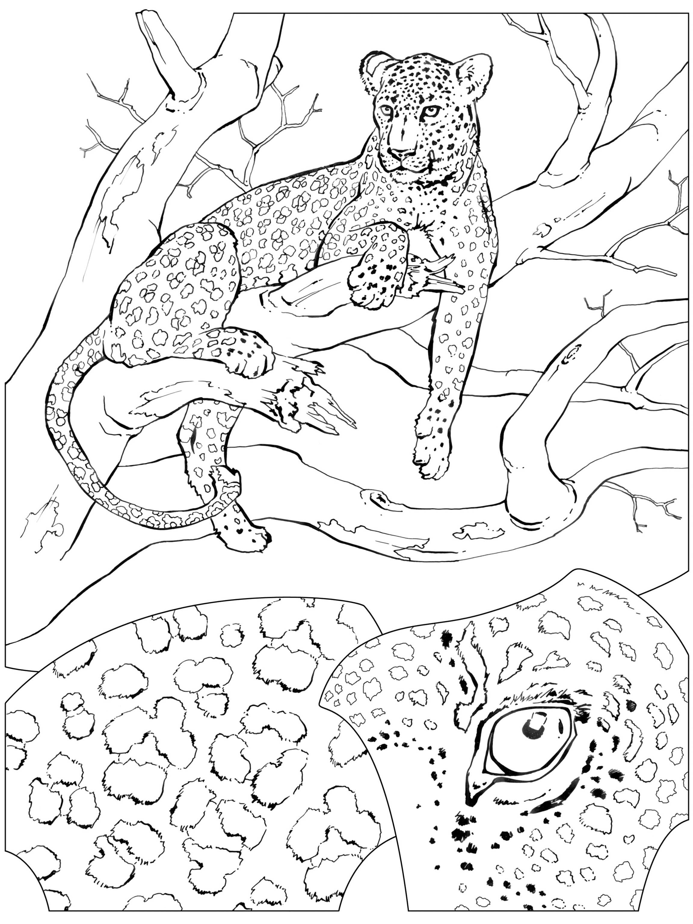 200+ Coloring Page of a Cheetah: Roar with Coloring Excitement 1