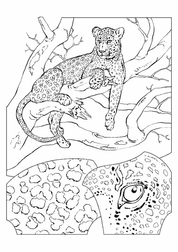 200+ Coloring Page of a Cheetah: Roar with Coloring Excitement 100