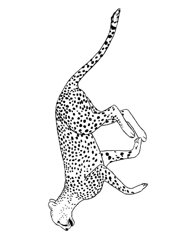 200+ Coloring Page of a Cheetah: Roar with Coloring Excitement 106