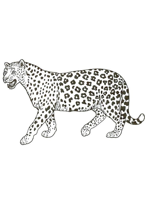 200+ Coloring Page of a Cheetah: Roar with Coloring Excitement 109