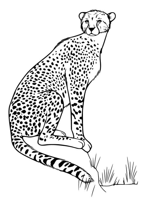 200+ Coloring Page of a Cheetah: Roar with Coloring Excitement 112