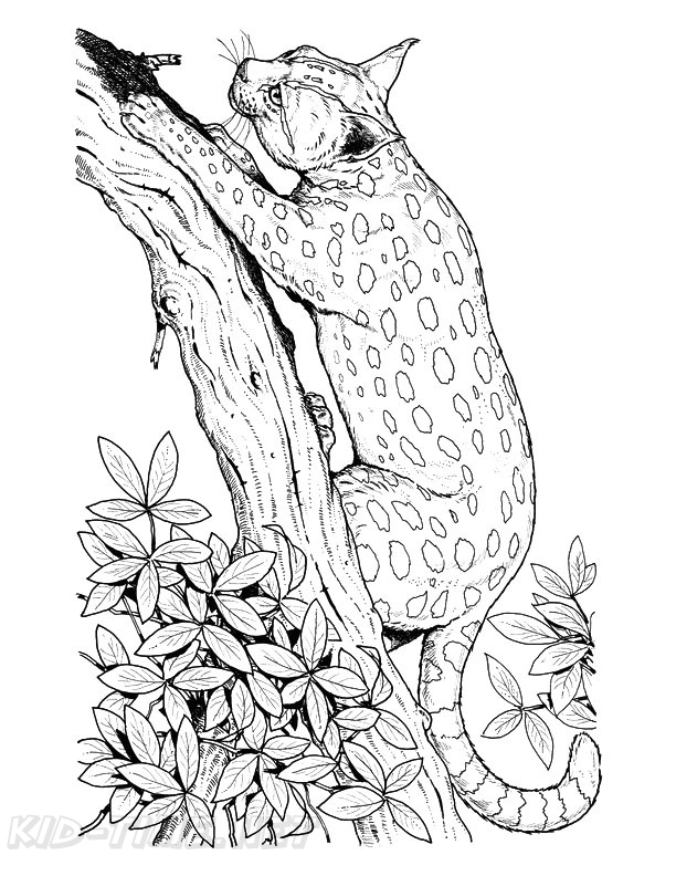 200+ Coloring Page of a Cheetah: Roar with Coloring Excitement 123