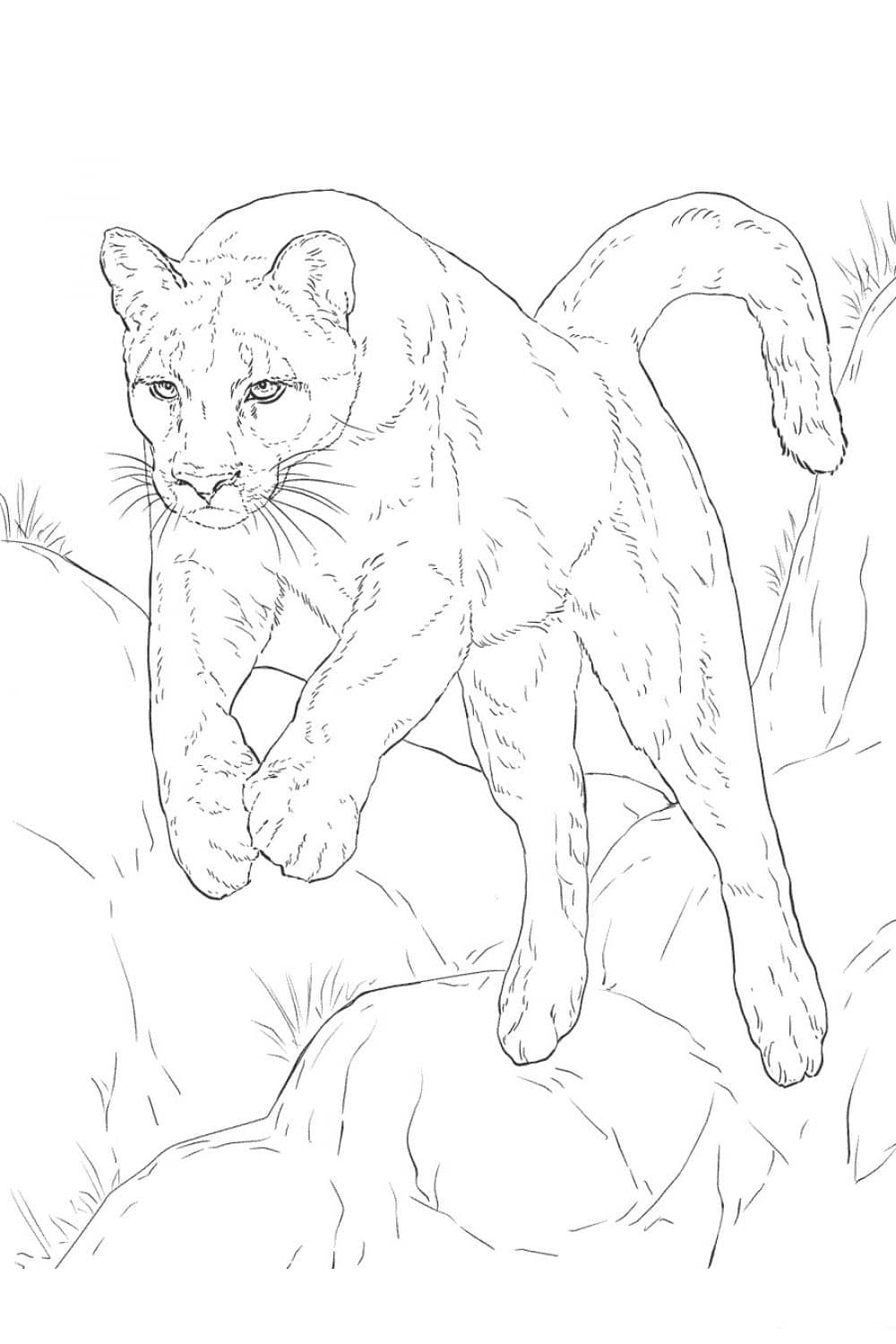 200+ Coloring Page of a Cheetah: Roar with Coloring Excitement 13