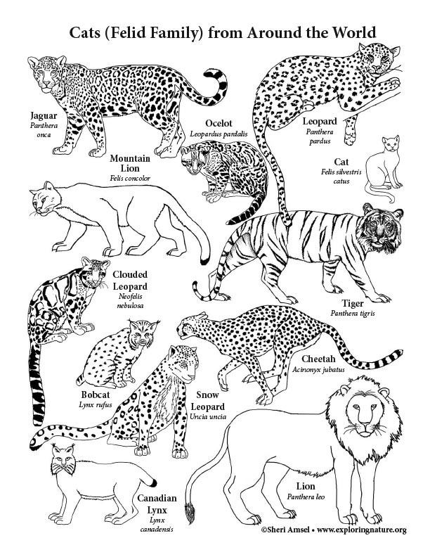 200+ Coloring Page of a Cheetah: Roar with Coloring Excitement 136