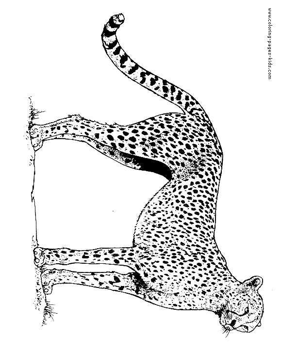 200+ Coloring Page of a Cheetah: Roar with Coloring Excitement 154