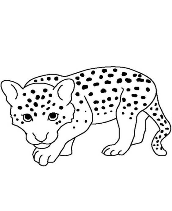 200+ Coloring Page of a Cheetah: Roar with Coloring Excitement 157