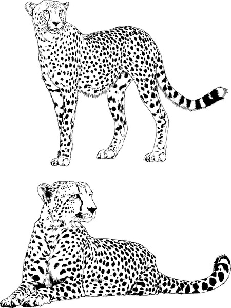 200+ Coloring Page of a Cheetah: Roar with Coloring Excitement 175