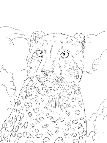 200+ Coloring Page of a Cheetah: Roar with Coloring Excitement 196