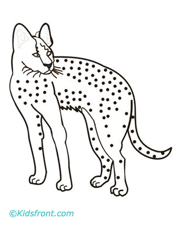 200+ Coloring Page of a Cheetah: Roar with Coloring Excitement 198