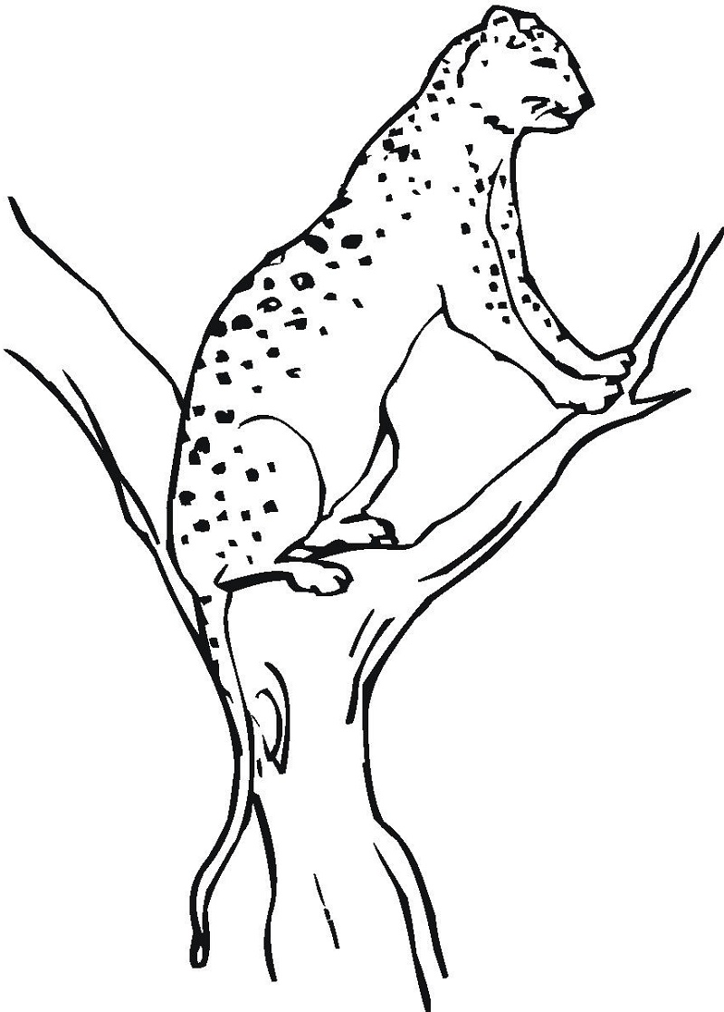 200+ Coloring Page of a Cheetah: Roar with Coloring Excitement 30