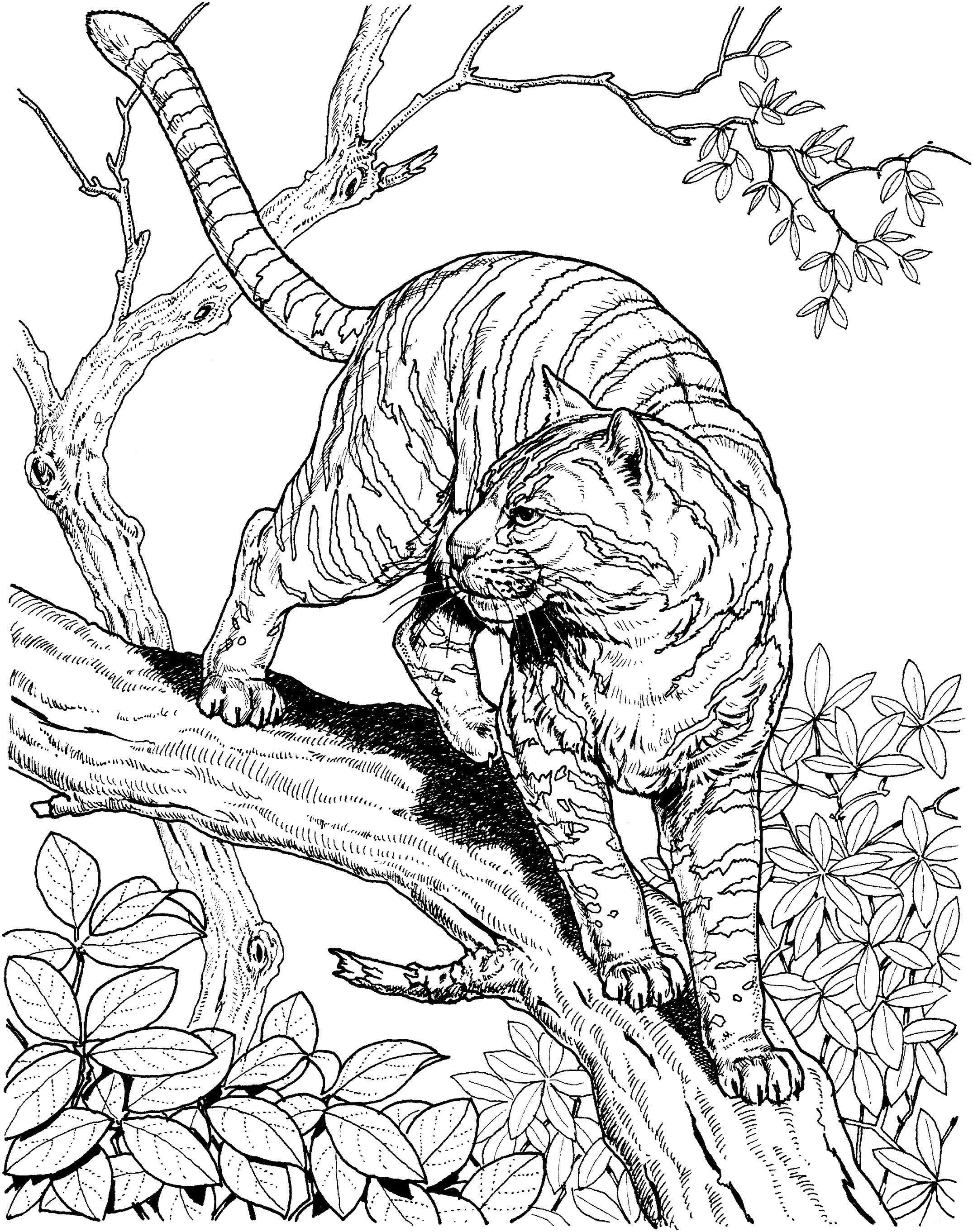 200+ Coloring Page of a Cheetah: Roar with Coloring Excitement 4