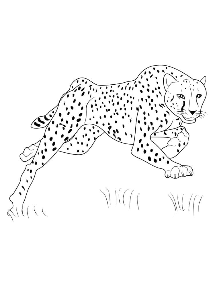 200+ Coloring Page of a Cheetah: Roar with Coloring Excitement 42