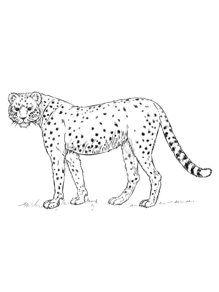 200+ Coloring Page of a Cheetah: Roar with Coloring Excitement 48