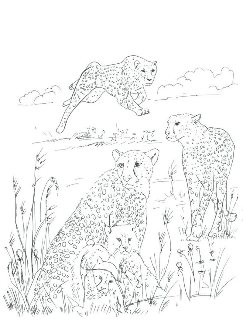 200+ Coloring Page of a Cheetah: Roar with Coloring Excitement 49