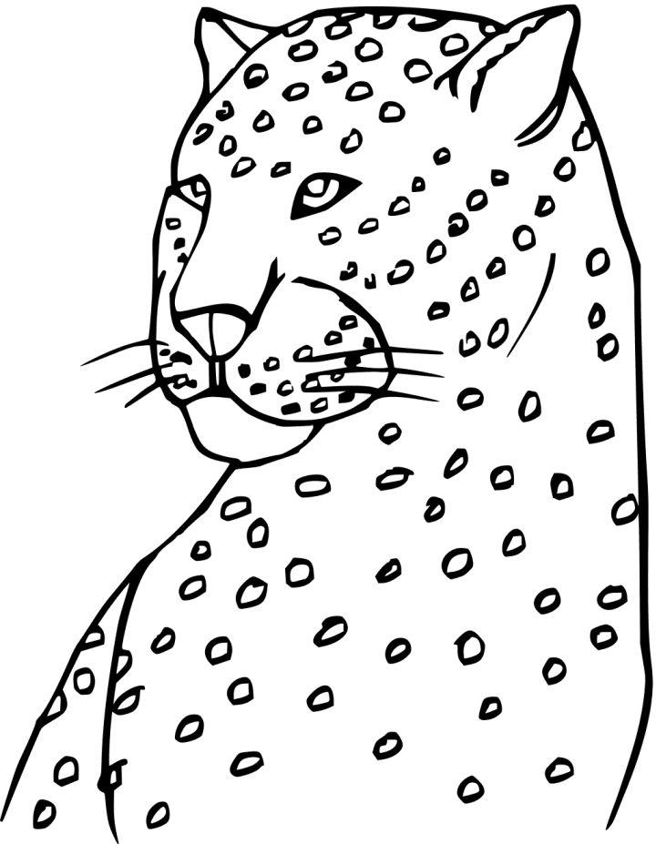 200+ Coloring Page of a Cheetah: Roar with Coloring Excitement 57