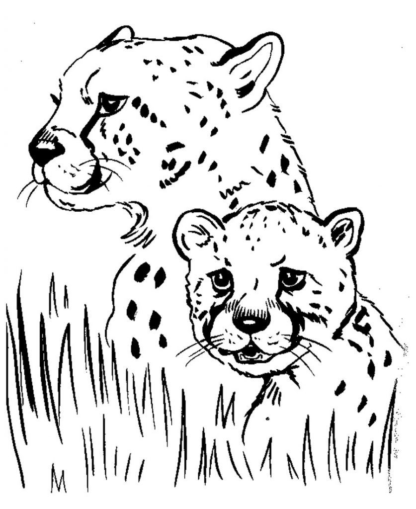 200+ Coloring Page of a Cheetah: Roar with Coloring Excitement 58