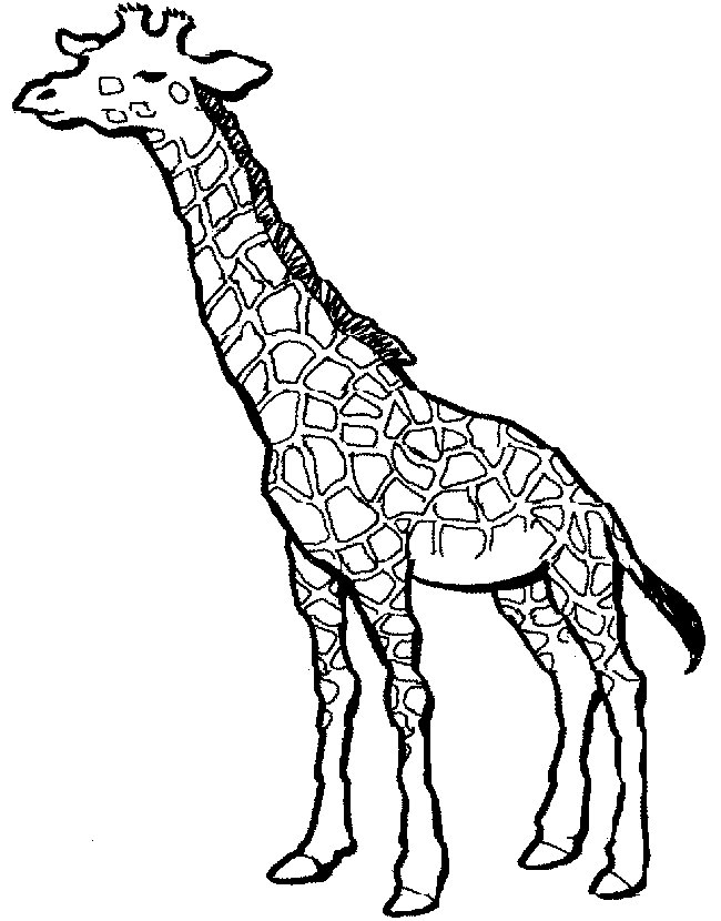 200+ Coloring Page of a Cheetah: Roar with Coloring Excitement 77