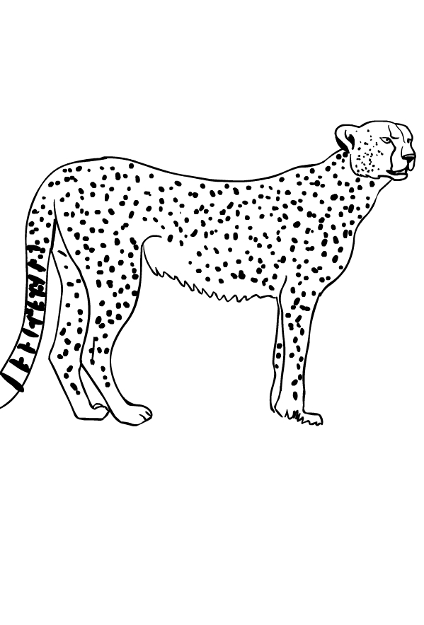 200+ Coloring Page of a Cheetah: Roar with Coloring Excitement 78