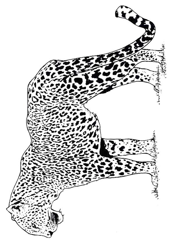 200+ Coloring Page of a Cheetah: Roar with Coloring Excitement 85