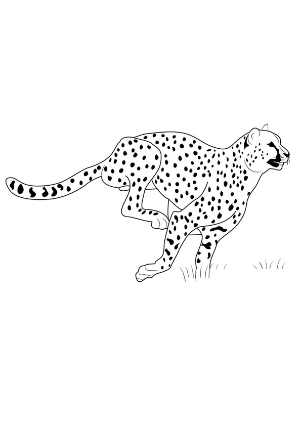 200+ Coloring Page of a Cheetah: Roar with Coloring Excitement 86