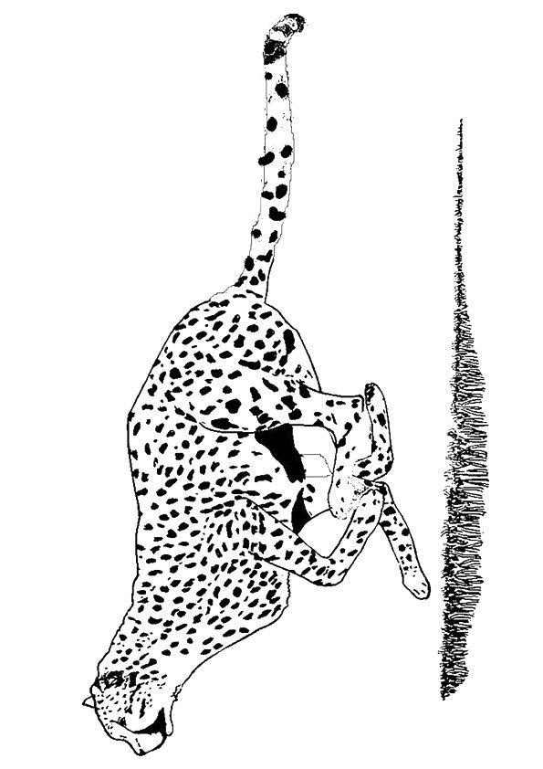 200+ Coloring Page of a Cheetah: Roar with Coloring Excitement 87