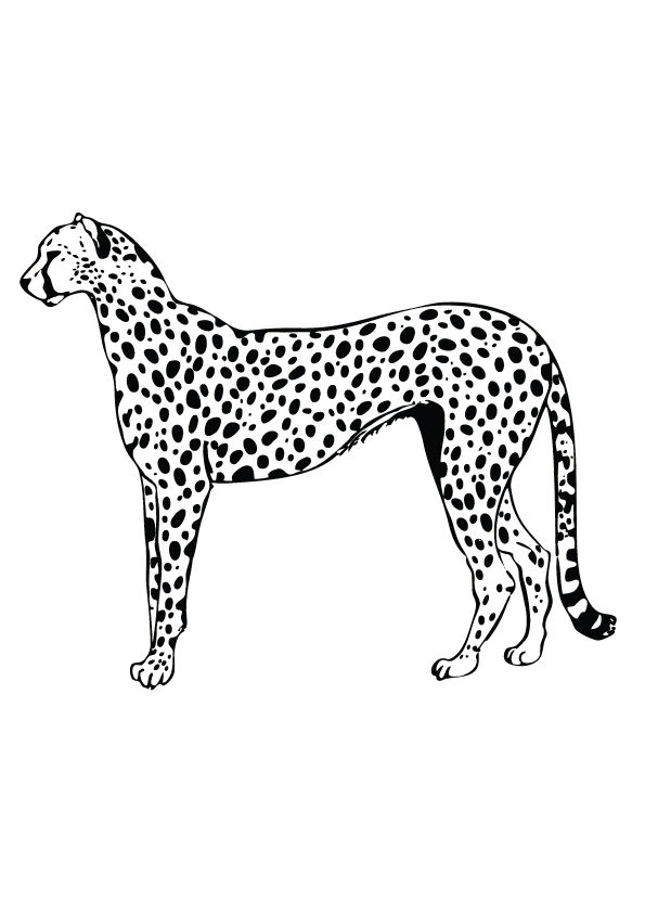 200+ Coloring Page of a Cheetah: Roar with Coloring Excitement 89