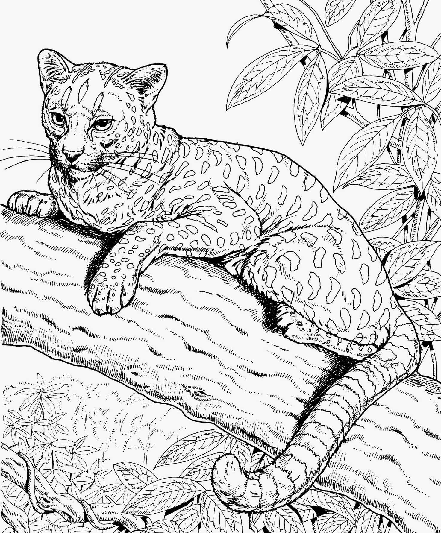 200+ Coloring Page of a Cheetah: Roar with Coloring Excitement 9