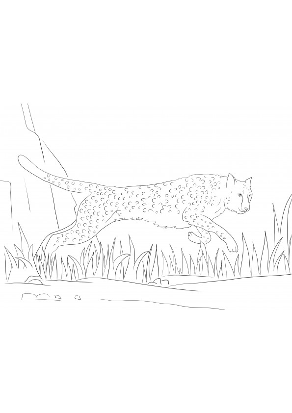 200+ Coloring Page of a Cheetah: Roar with Coloring Excitement 96