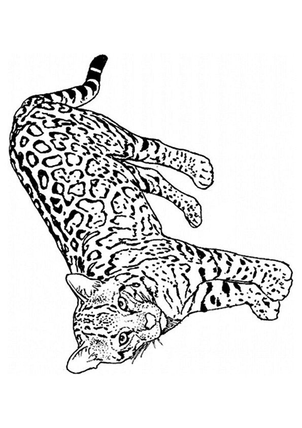 200+ Coloring Page of a Cheetah: Roar with Coloring Excitement 97