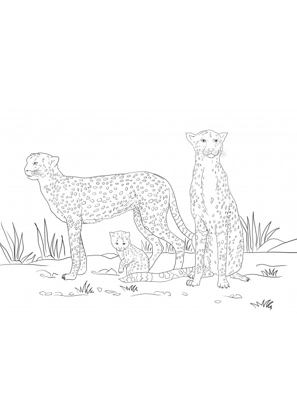 200+ Coloring Page of a Cheetah: Roar with Coloring Excitement 98