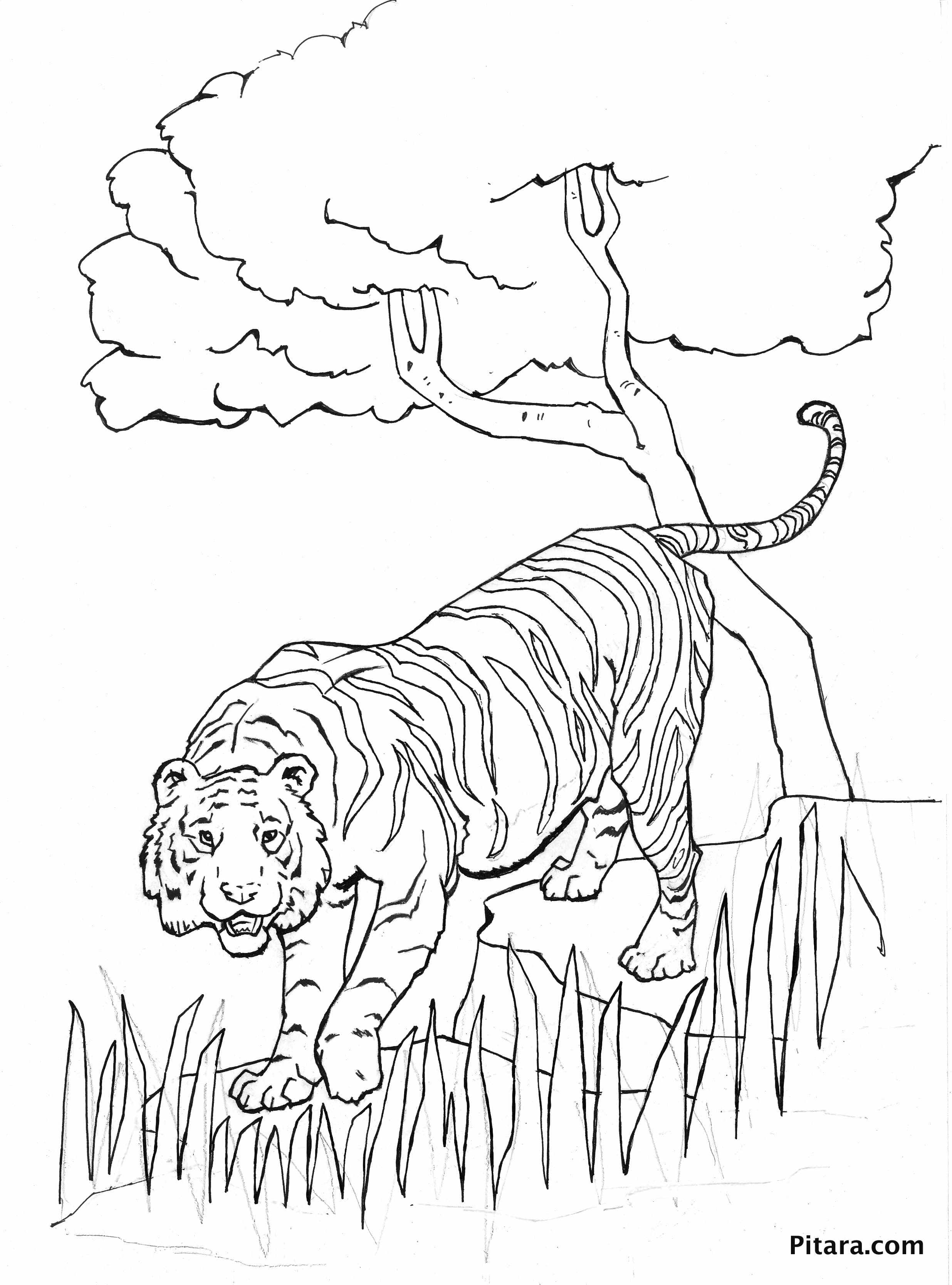 90+ Tiger Coloring Page Designs: Roaring Coloring Adventures 1