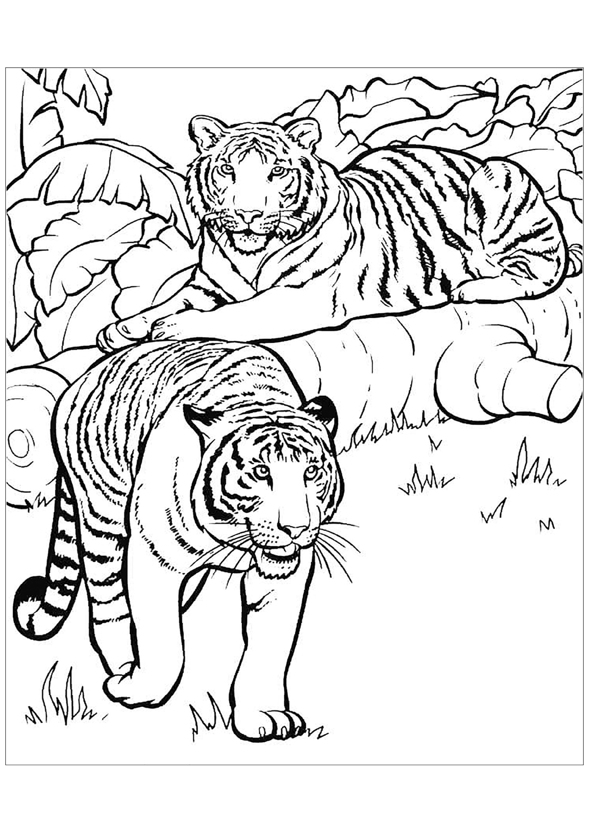 90+ Tiger Coloring Page Designs: Roaring Coloring Adventures 2