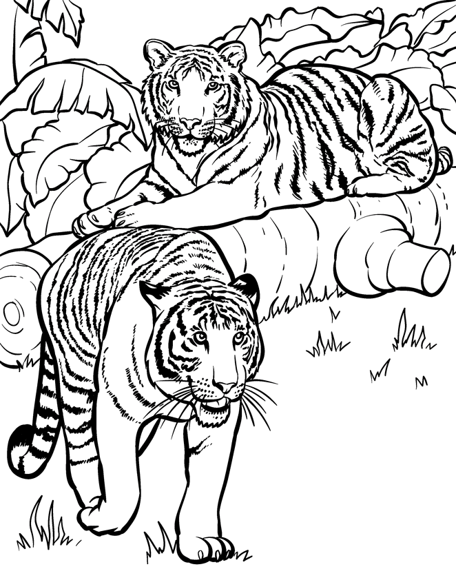 90+ Tiger Coloring Page Designs: Roaring Coloring Adventures 59