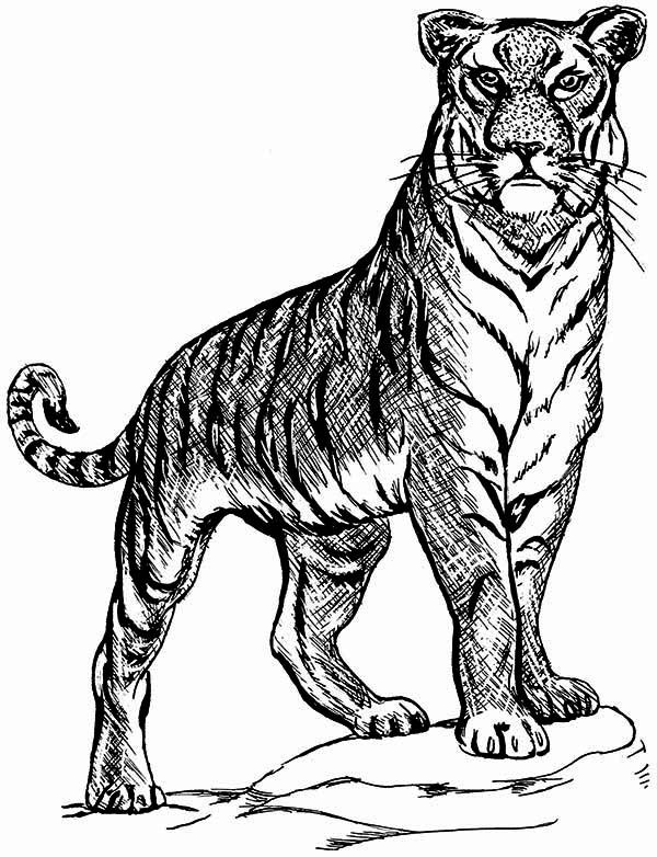 90+ Tiger Coloring Page Designs: Roaring Coloring Adventures 68