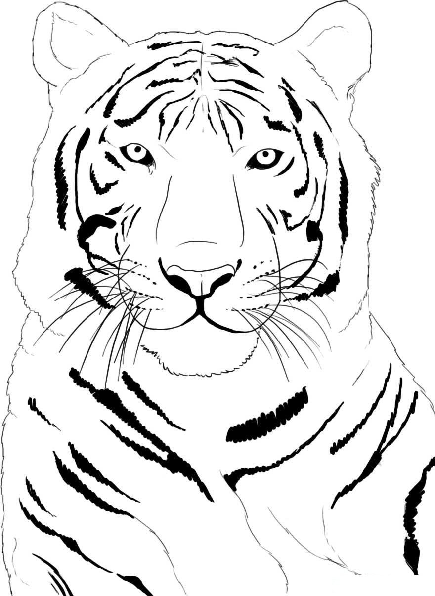 90+ Tiger Coloring Page Designs: Roaring Coloring Adventures 84