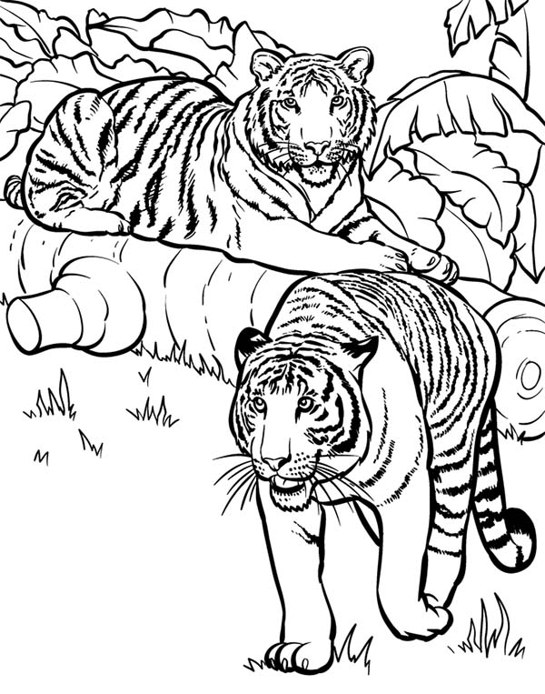 90+ Tiger Coloring Page Designs: Roaring Coloring Adventures 88