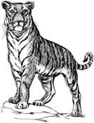 90+ Tiger Coloring Page Designs: Roaring Coloring Adventures 95