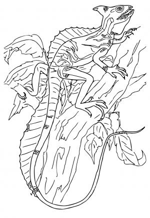 130 Lizard Coloring Pages: A Reptilian Adventure 108