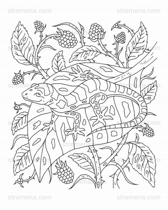 130 Lizard Coloring Pages: A Reptilian Adventure 17