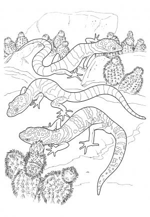 130 Lizard Coloring Pages: A Reptilian Adventure 21