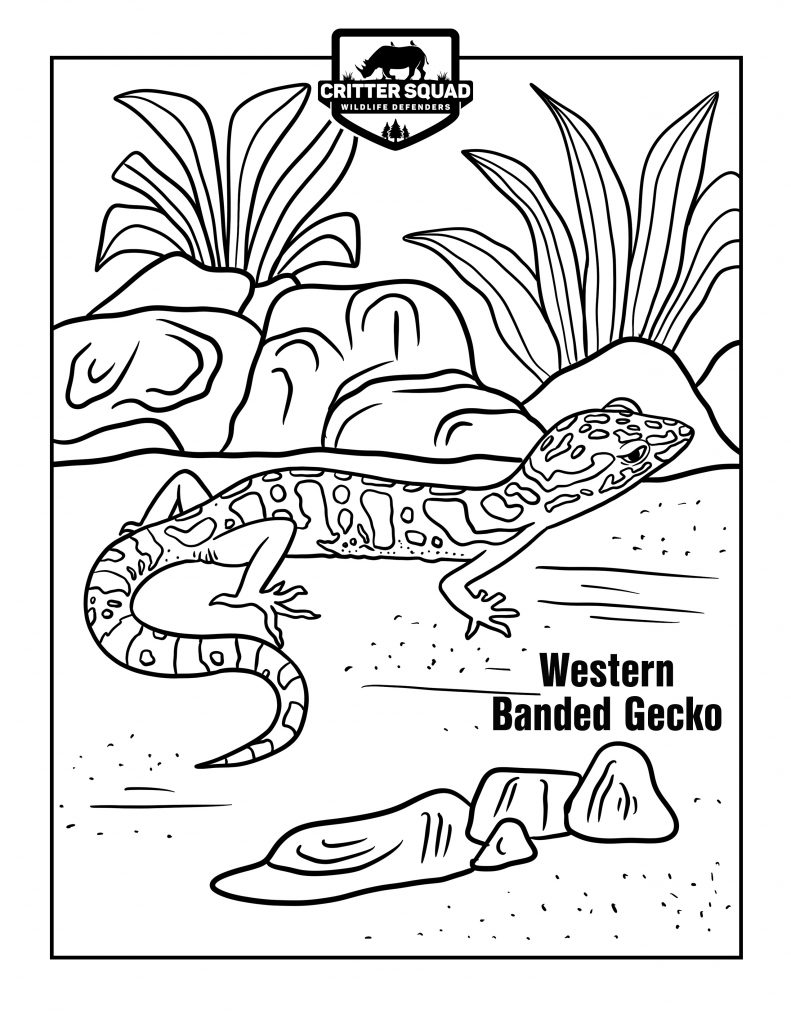 130 Lizard Coloring Pages: A Reptilian Adventure 47