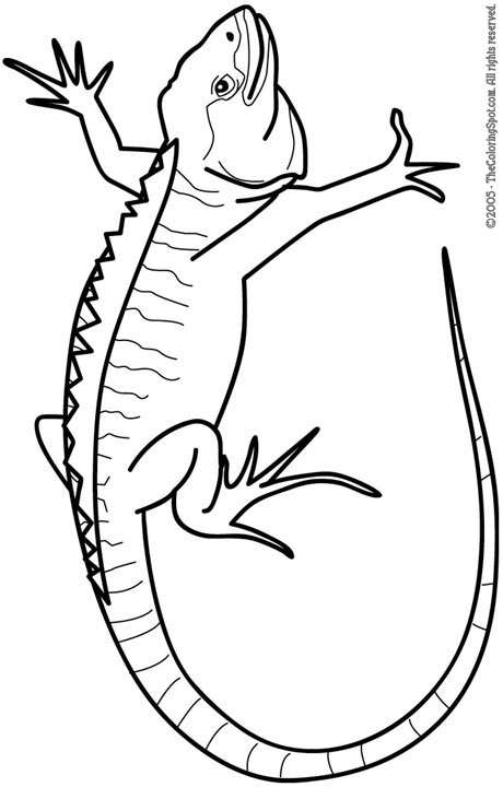 130 Lizard Coloring Pages: A Reptilian Adventure 6