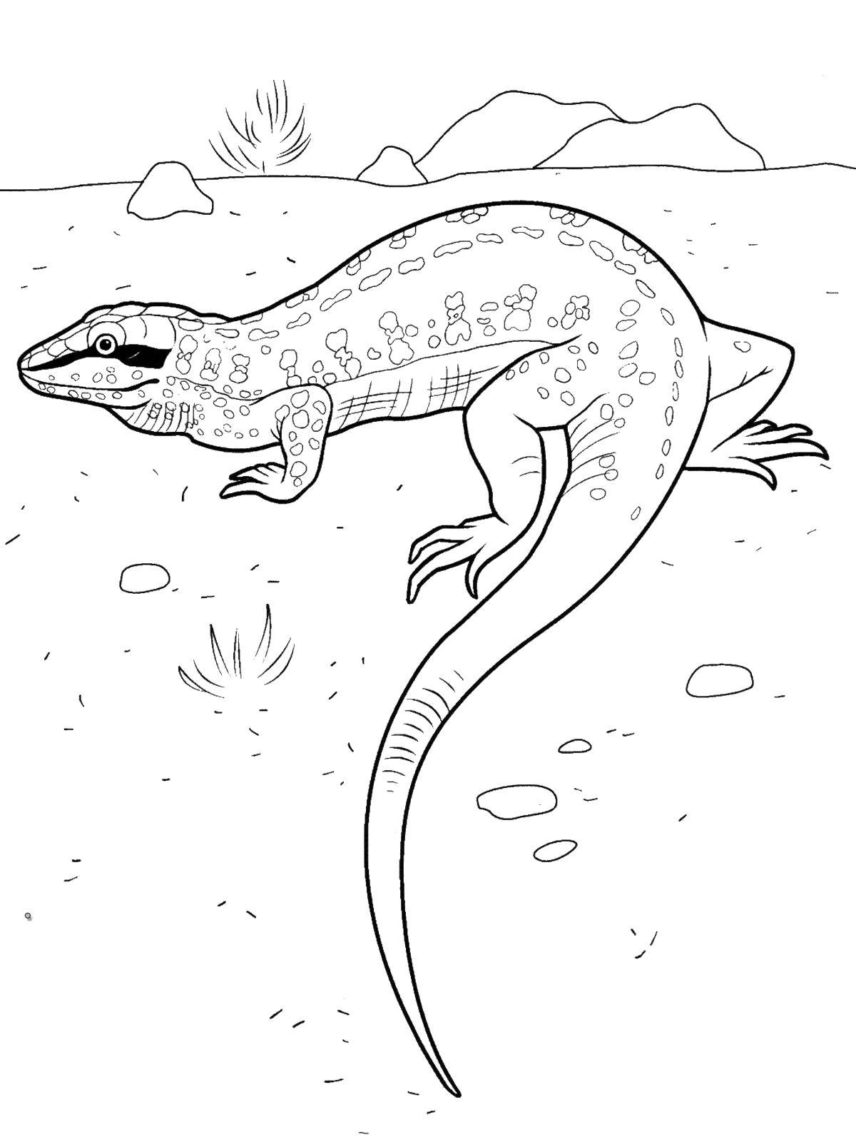 130 Lizard Coloring Pages: A Reptilian Adventure 60