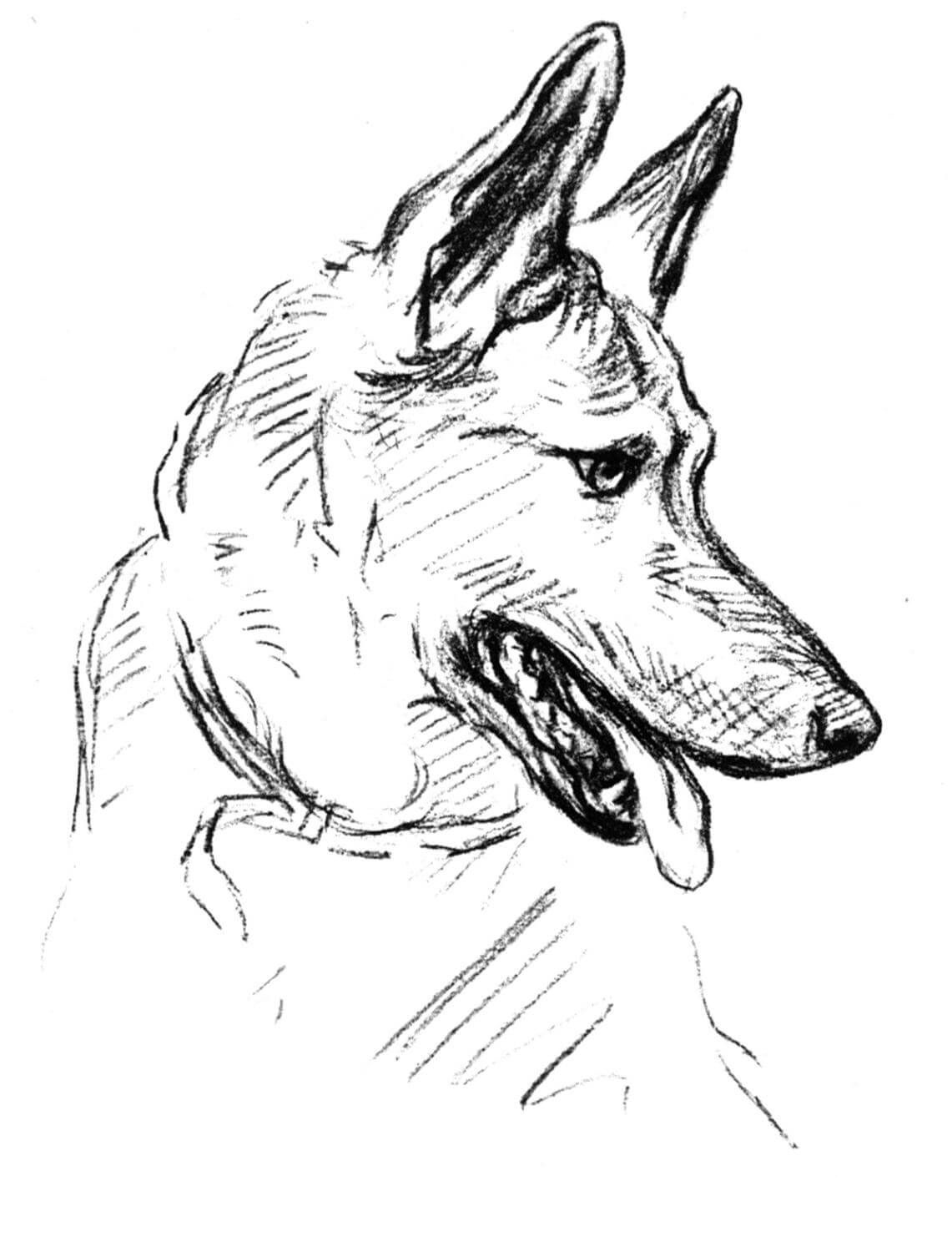 100 German Shepherd Coloring Pages Printable 1