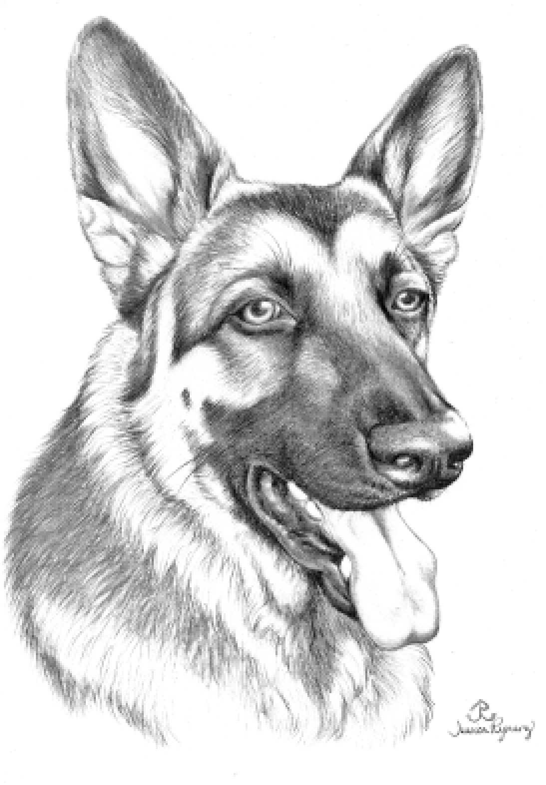 100 German Shepherd Coloring Pages Printable 5