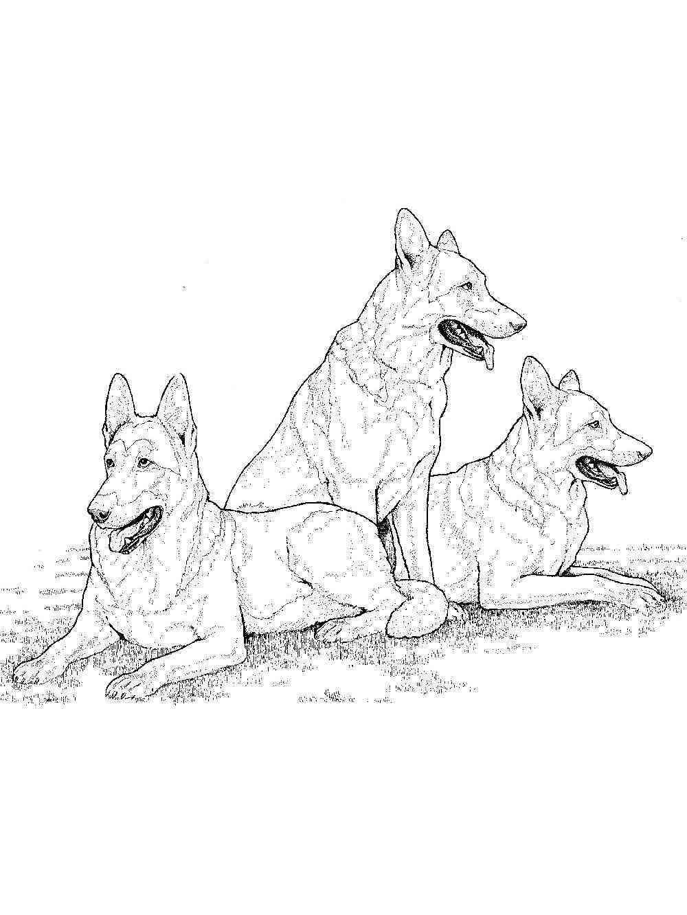 100 German Shepherd Coloring Pages Printable 57