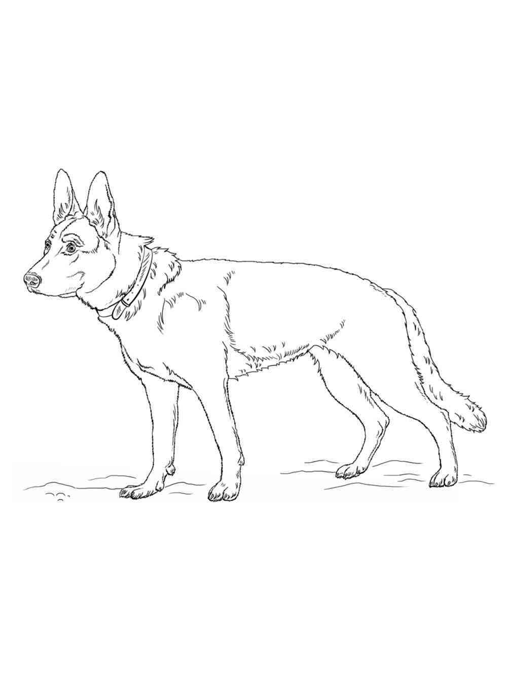 100 German Shepherd Coloring Pages Printable 69