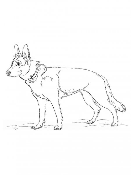 100 German Shepherd Coloring Pages Printable 84